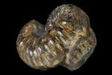 Rare, Scaphites Heteromorph Ammonite - Kansas #136440-2